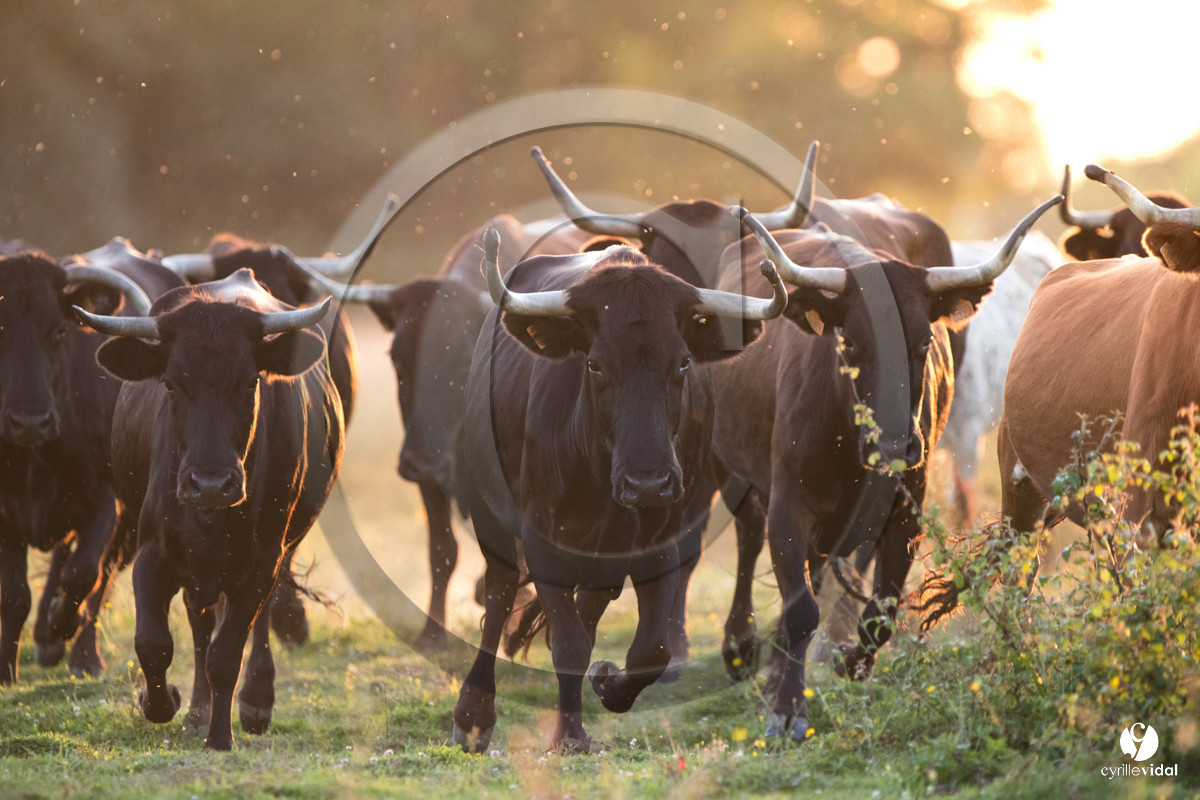 Photos du livre Ganadère landais en 2020