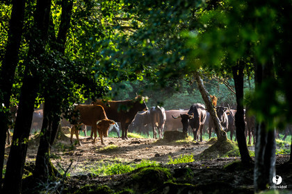 Photos du livre Ganadère landais en 2020