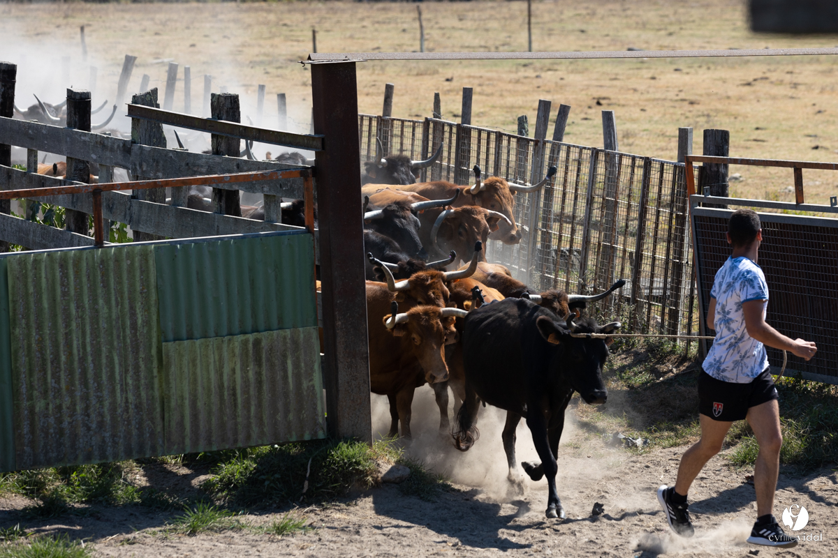 Course landaise à Panjas