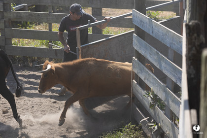 Course landaise à Panjas