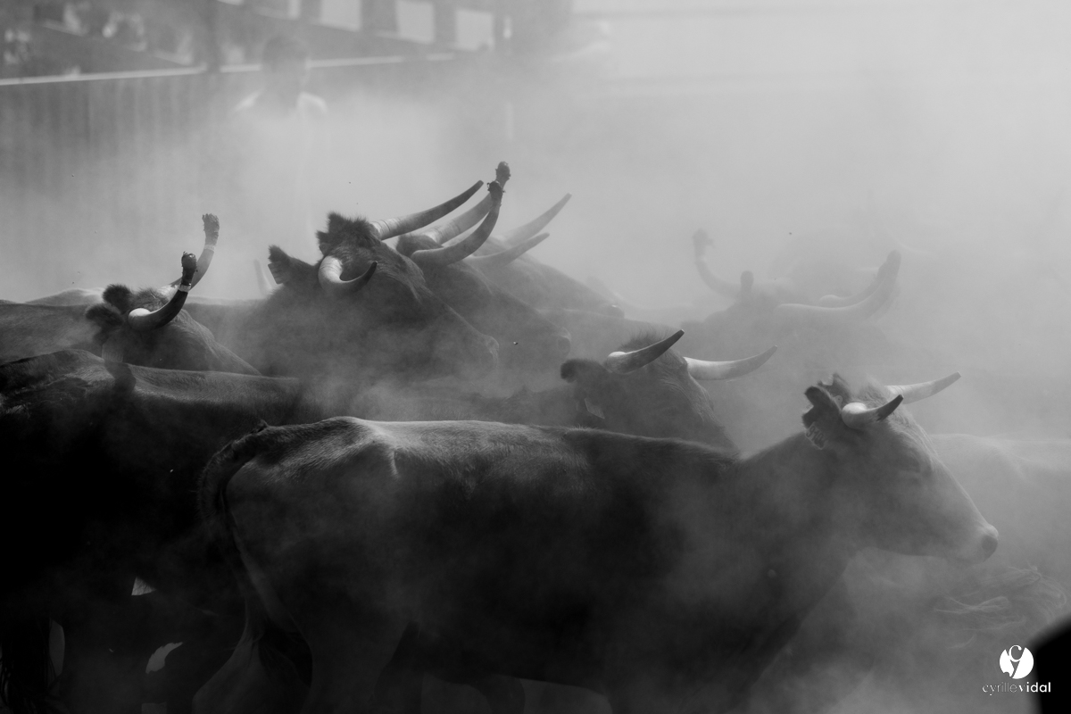 Course landaise à Panjas