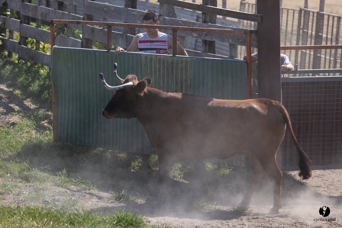 Course landaise à Panjas