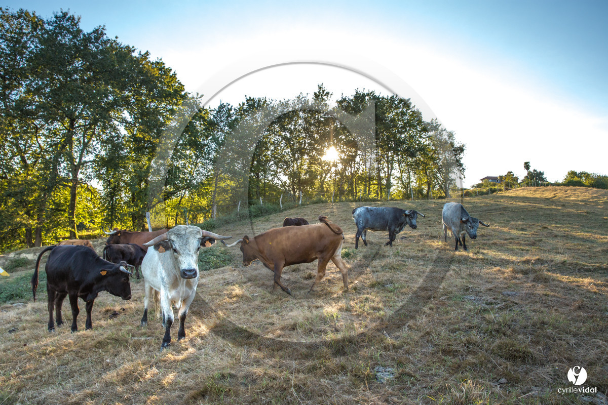Photos du livre Ganadère landais en 2020