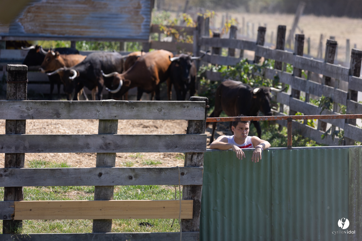 Course landaise à Panjas
