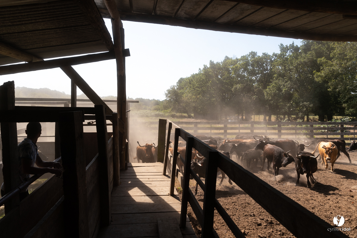 Course landaise à Panjas