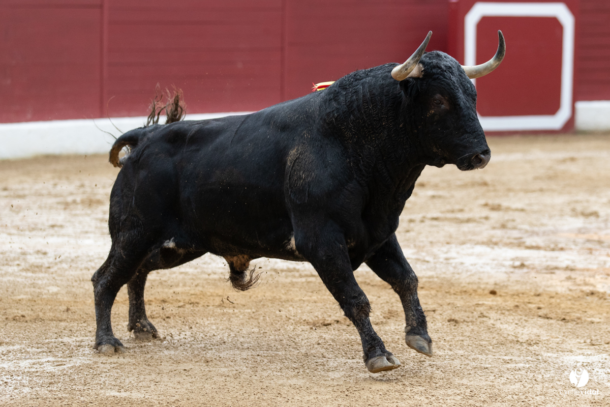 Corrida d'Aire sur l'Adour