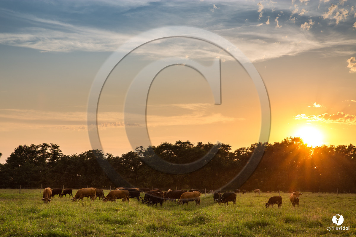 Photos du livre Ganadère landais en 2020