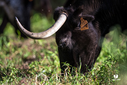 Photos du livre Ganadère landais en 2020