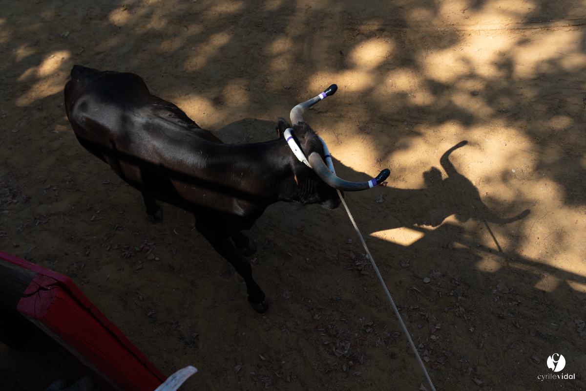 Course landaise à Panjas