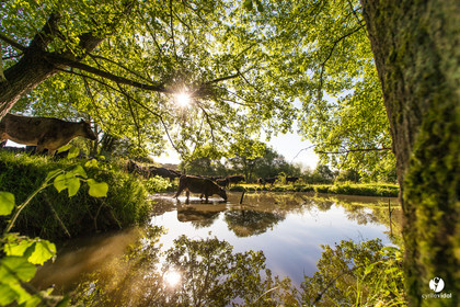 Photos du livre Ganadère landais en 2020