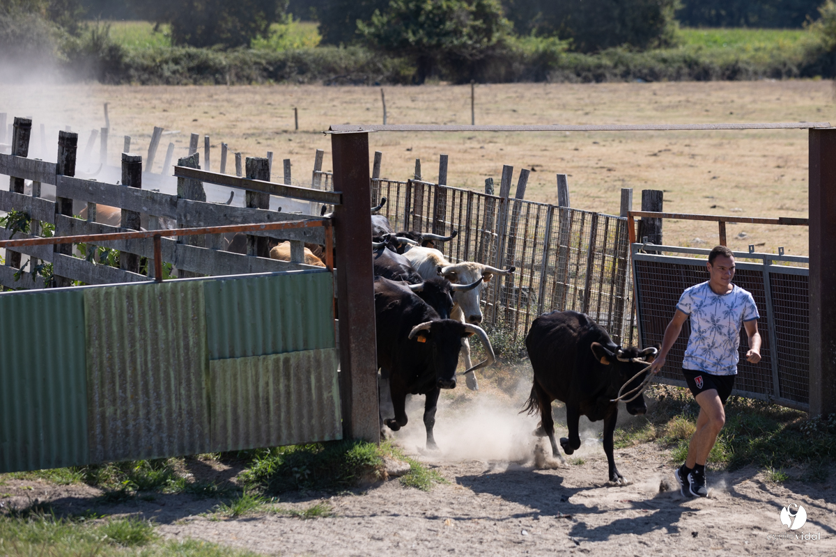Course landaise à Panjas