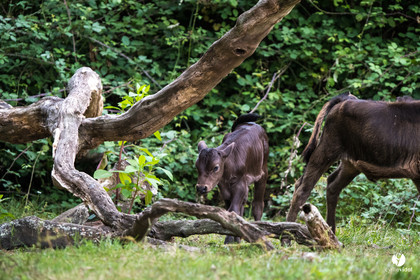Photos du livre Ganadère landais en 2020