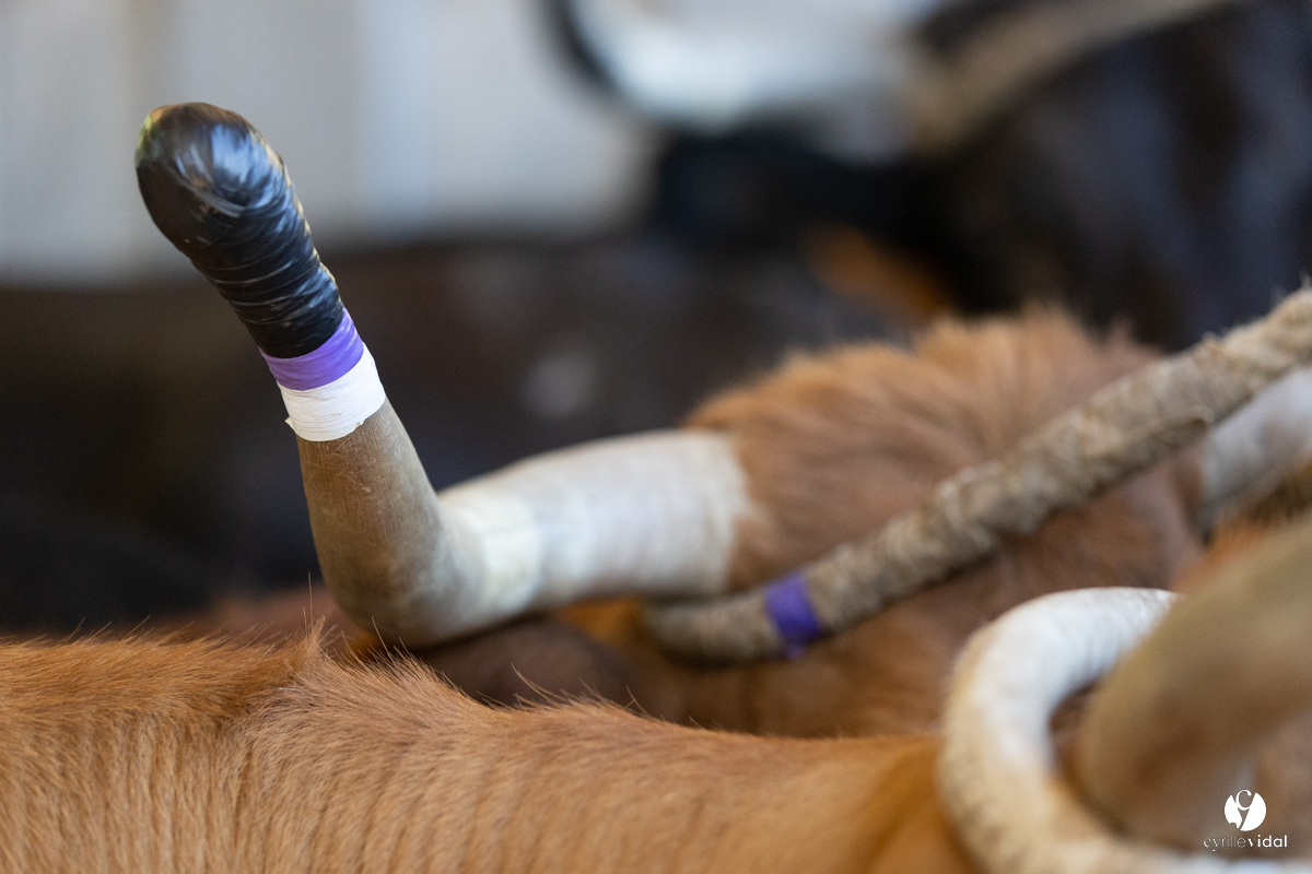 Course landaise à Panjas