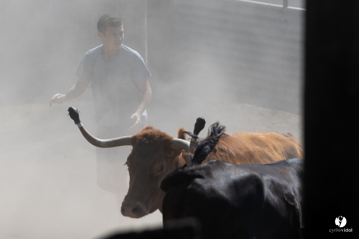 Course landaise à Panjas