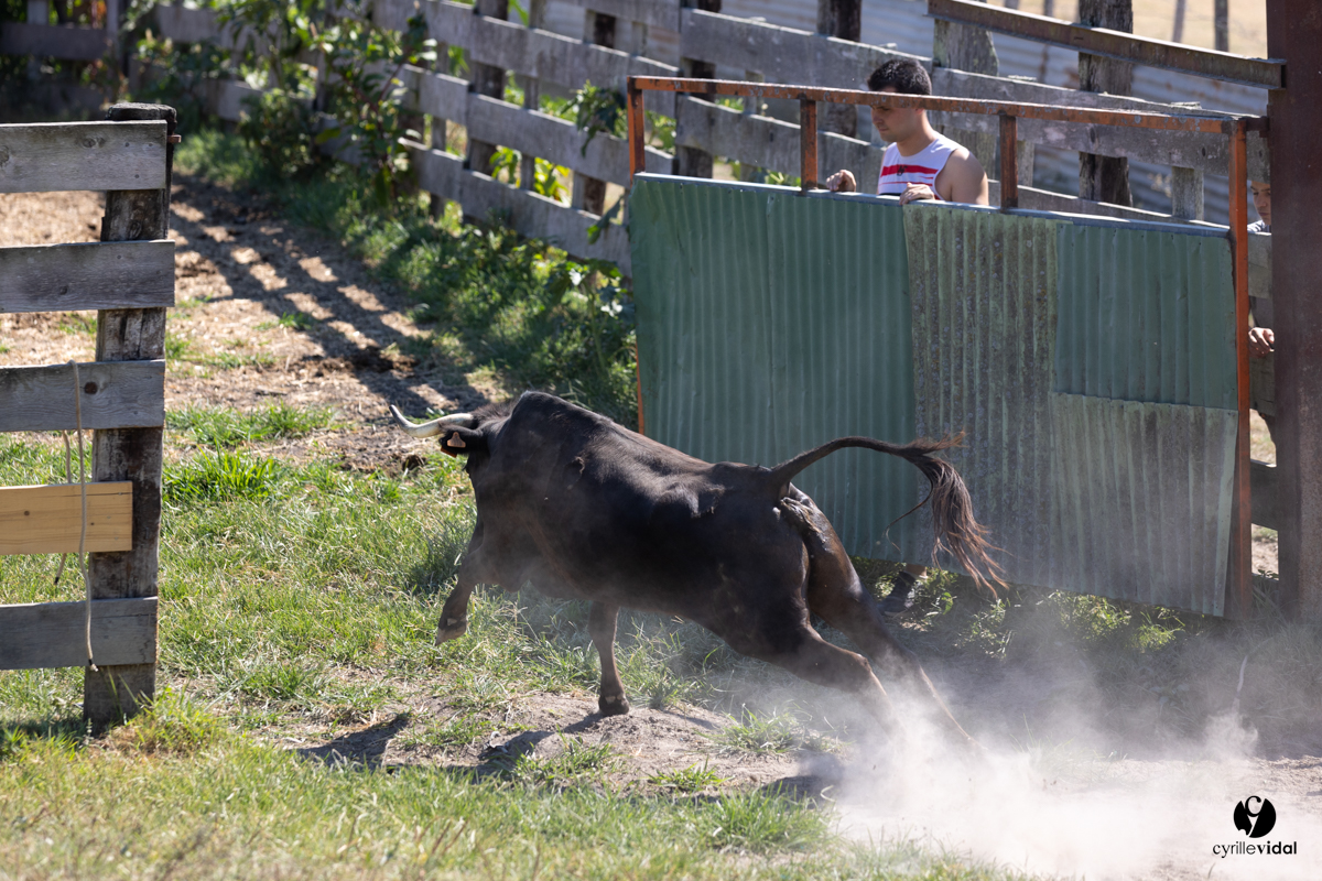 Course landaise à Panjas