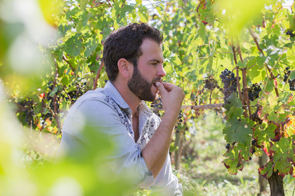 Vignoble Guy et Simon CAPMARTIN