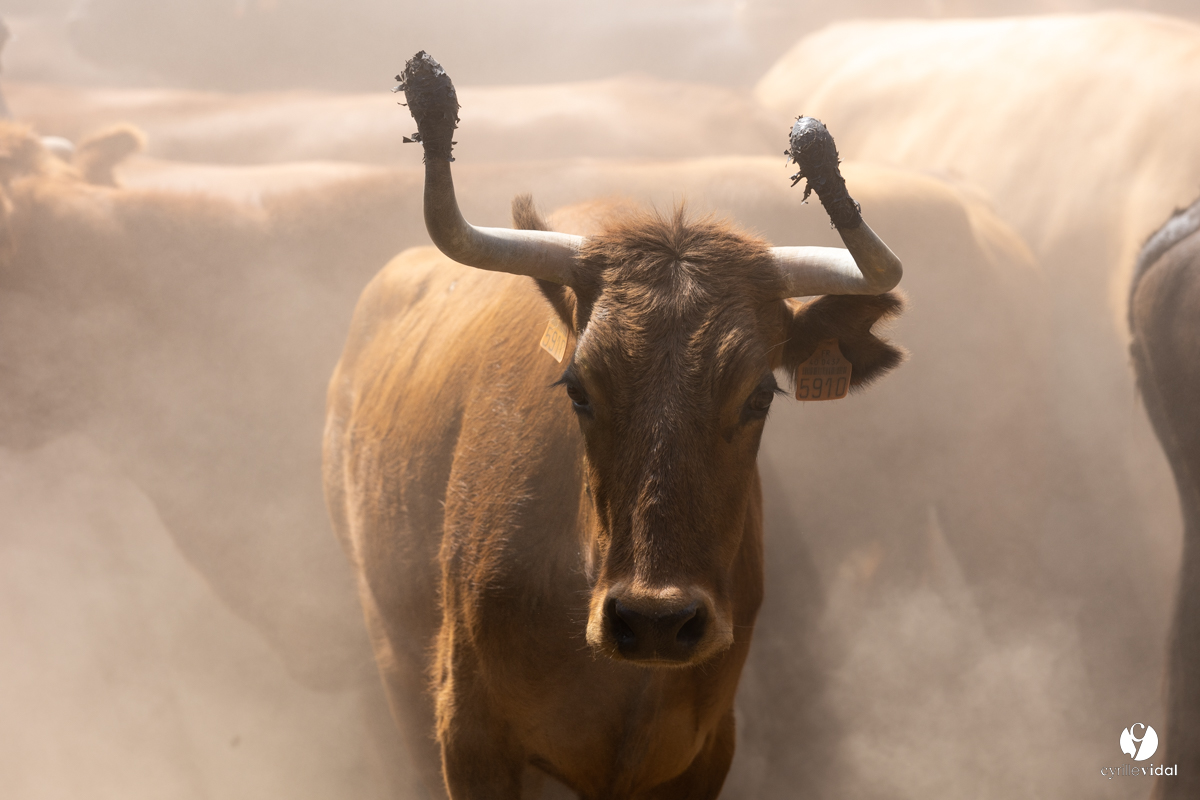 Course landaise à Panjas